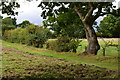 Fields beside footpath, Bashley