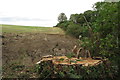 Ex tree and hedge on the way into Croughton