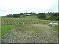 Vineyard at Neuadd-lwyd