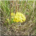 Ragwort in July