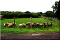 Sheep, Tamlaght