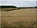 Harvested cereal field