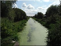 TL8607 : Chelmer and Blackwater Navigation, looking South from Hall Road Bridge by Chris Fletcher