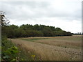 Woodland near Pikes Hole Farm