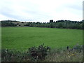 Grazing near High House Farm