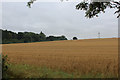 View towards Pond Wood