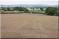 Planted field near Squire Hall Farm