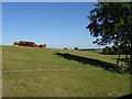 Cattle in a field