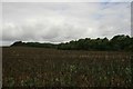 Kingrove Wood from the south