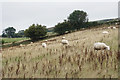 Sheep on a hillside