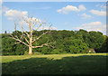 Dead tree near Newsells