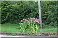 Flowers by Winchester Road, Stroud