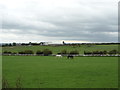 Grazing south of Mount Lane