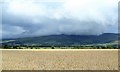 Wheat field near Skirwith