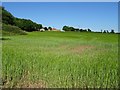 A growing barley crop