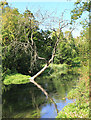 Dead Tree in the Itchen