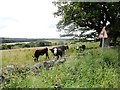 NZ0653 : Cattle at Shotleyfield by Robert Graham