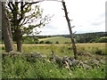 Looking south from the lane from Shotleyfield