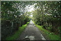 Tree-lined lane at Seafield, Lerwick