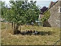 Clucking in the shade