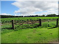 Gate and tattie crop on Templewood Farm near Brechin