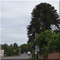 Monkey Puzzle tree by Ross Road, Picklenash, Newent