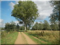 Farm Track Beside The Chelmer