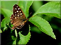 Speckled wood butterfly, Tullybroom