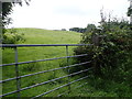 Drumlin grazing land on the eastern side of Drumalt Road