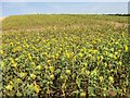 Field of sunflowers