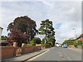 Suburban trees, New Street, Ledbury