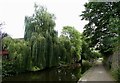 Willow by the canal