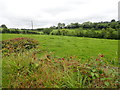 Grazing land in the Camly Valley