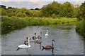 SU4444 : Swans and cygnets on the River Test at East Aston Common by David Martin