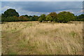 Path on Bransbury Common