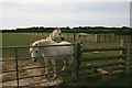 Ponies at Wardsham Farm