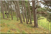 NN6394 : Path through woodland at Tom an t-Seargant by Graham Robson