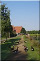 Geese and the Salford Trail