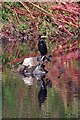 Cormorant On The Irwell