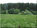 Grassland and woodland near the Rivelin Brook