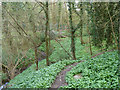 Footpath, Sparrow Copse