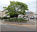 Tree in a grass triangle, Weston-super-Mare