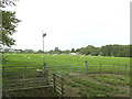 Sheep at Lane End Farm