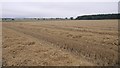 Harvested field, Denhead