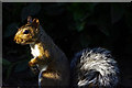 SJ6654 : Grey squirrel, Alvaston Hall, near Nantwich by Brian Robert Marshall