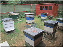 TL2171 : The apiary, Hinchingbrooke Country Park by Peter S