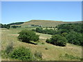 Grazing near Laneside Farm