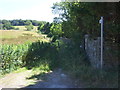 Overgrown footpath, Padfield