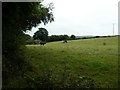 Cattle grazing east of Chagford