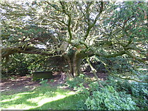 NY4318 : The ancient yew tree in St Martin's Churchyard, Martindale by Marathon